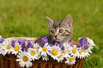 Kitten