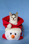 Kitten
