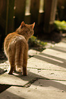 tomcat