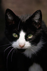 cat portrait