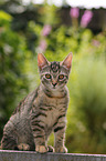 young cat