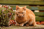lying tomcat