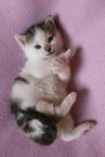 Kitten