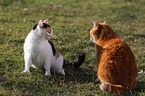 2 cats