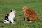 2 cats