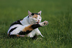 cat is cleaning itself