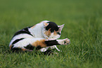 cat is cleaning itself