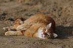 lying cat