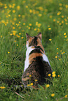 sitting cat