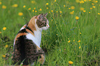 sitting cat