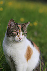 cat portrait