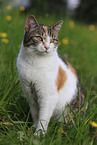 sitting cat