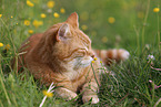 lying cat