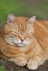 lying cat