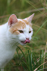 cat portrait