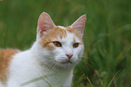 cat portrait
