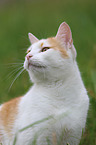 cat portrait