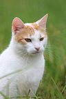 cat portrait