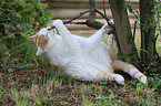playing cat