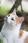 cat portrait