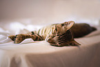 sleeping cat