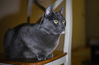 lying cat