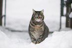 domestic cat