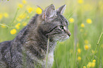 domestic cat