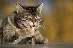 domestic cat