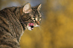 domestic cat