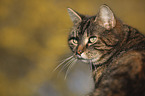 domestic cat