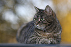 domestic cat