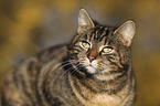 domestic cat