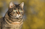 domestic cat