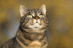 domestic cat