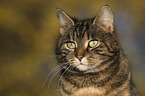 domestic cat