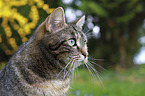 domestic cat