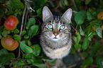 domestic cat