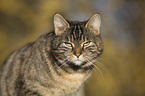 domestic cat