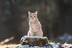 sitting cat