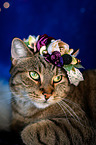 Cat with flower wreath on head