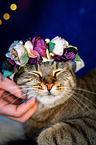 Cat with flower wreath on head