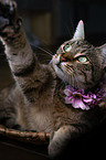 lying cat