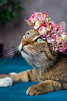 Cat with flower wreath on head