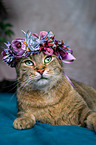 Cat with flower wreath on head