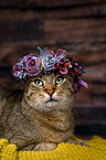 Cat with flower wreath on head