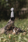 playing cat