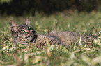 lying cat