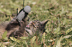 playing cat