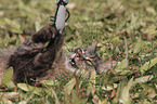 playing cat